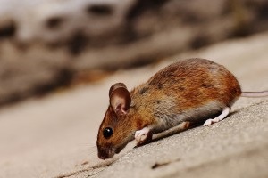 Mouse extermination, Pest Control in Totteridge, Whetstone, N20. Call Now 020 8166 9746
