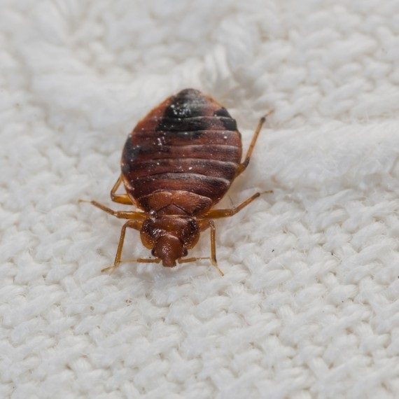Bed Bugs, Pest Control in Totteridge, Whetstone, N20. Call Now! 020 8166 9746