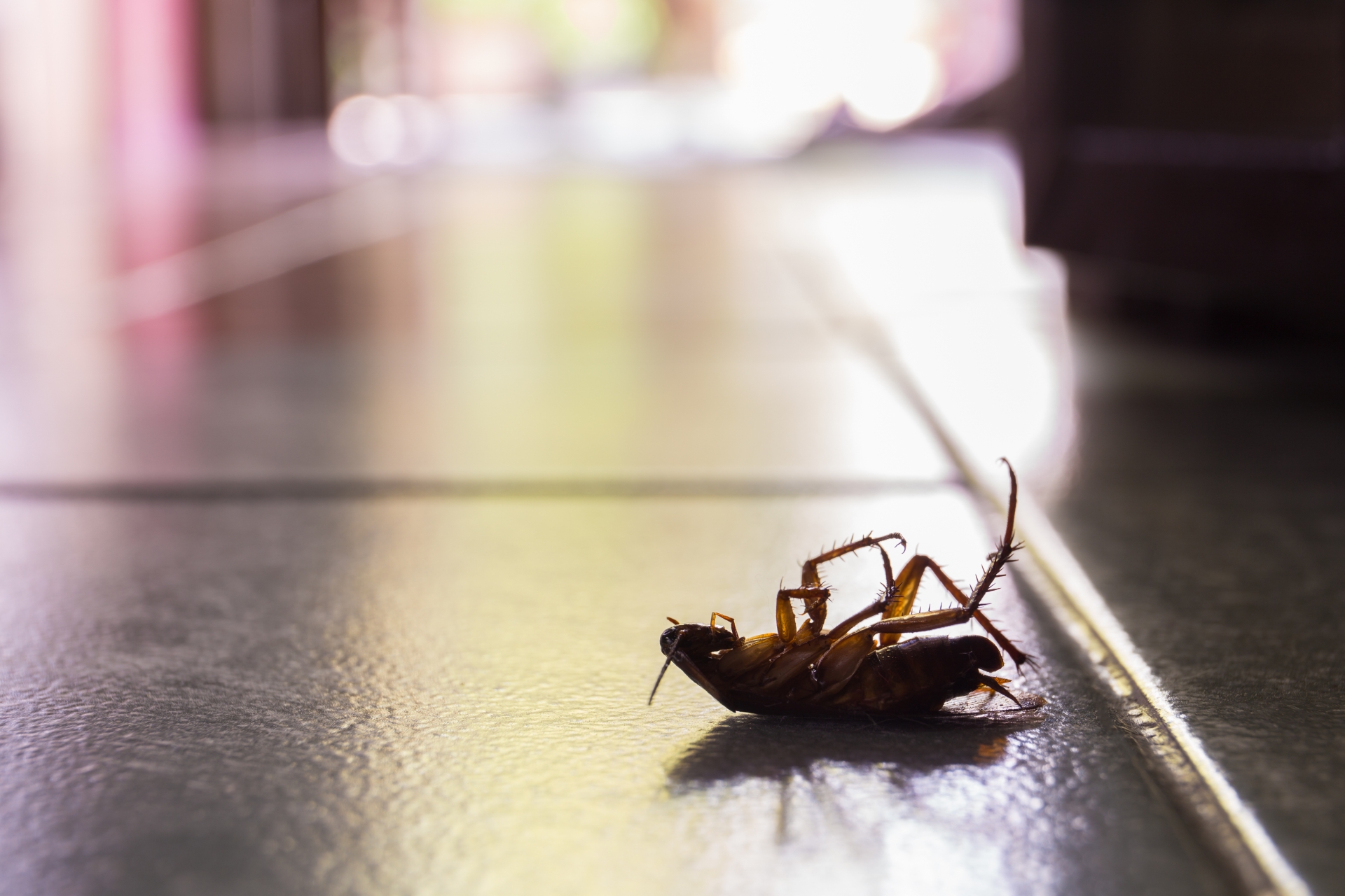 Cockroach Control, Pest Control in Totteridge, Whetstone, N20. Call Now 020 8166 9746