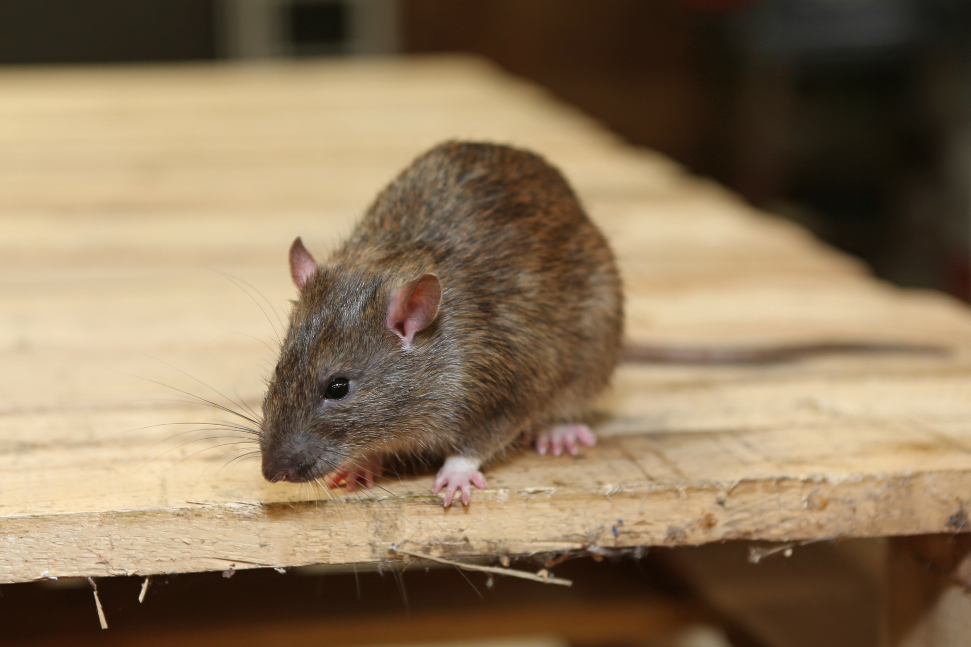 Rat Infestation, Pest Control in Totteridge, Whetstone, N20. Call Now 020 8166 9746