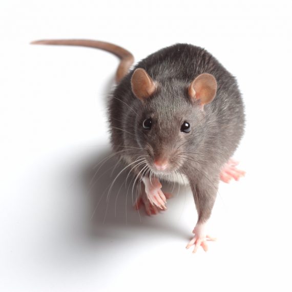 Rats, Pest Control in Totteridge, Whetstone, N20. Call Now! 020 8166 9746
