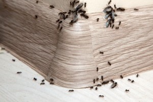 Ant Control, Pest Control in Totteridge, Whetstone, N20. Call Now 020 8166 9746