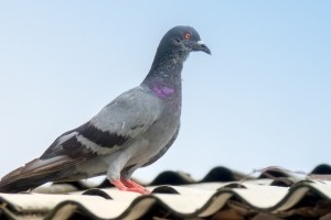 Pigeon Pest, Pest Control in Totteridge, Whetstone, N20. Call Now 020 8166 9746
