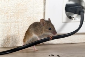 Mice Control, Pest Control in Totteridge, Whetstone, N20. Call Now 020 8166 9746