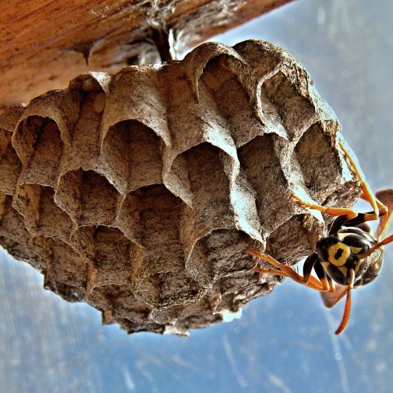 Wasps Nest, Pest Control in Totteridge, Whetstone, N20. Call Now! 020 8166 9746
